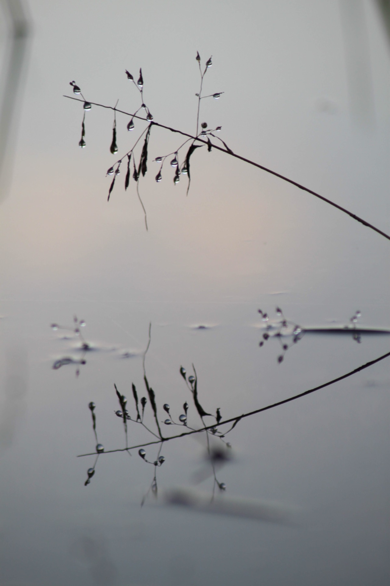 Naturen. En harmoni, balanse